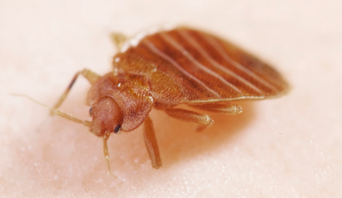 bedbug
