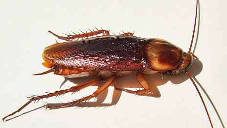cockroach