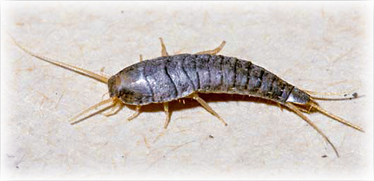 silverfish